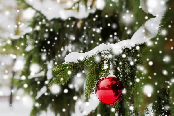 Rode kerst bal op de vertakking van de beslissingsstructuur van Spar met sneeuw — Stockfoto