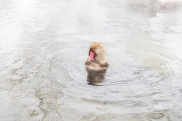 Japanilainen makaki tai lumiapina kuumana keväänä — kuvapankkivalokuva