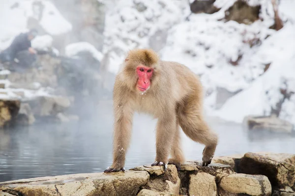 온천에서 일본 원숭이 또는 눈 원숭이 — 스톡 사진
