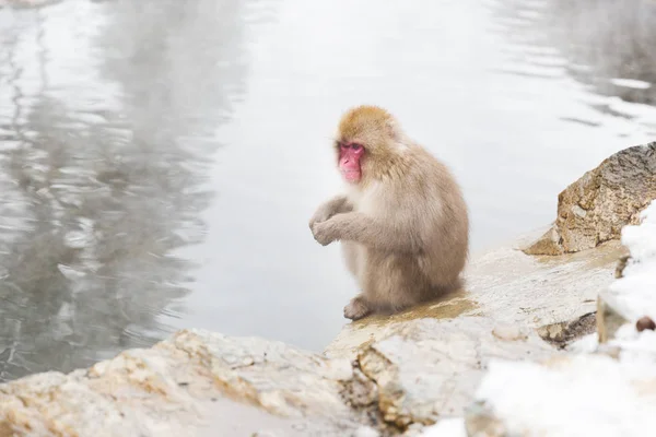 Animais Natureza Conceito Vida Selvagem Macaco Japonês Macaco Neve Fonte — Fotografia de Stock