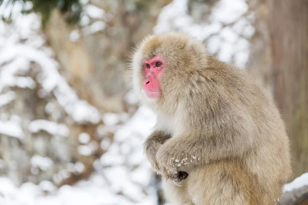 Japanse makaak of sneeuw aap in jigokudan park — Stockfoto
