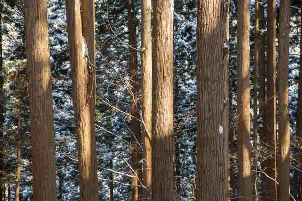 Zimní les v Japonsku — Stock fotografie