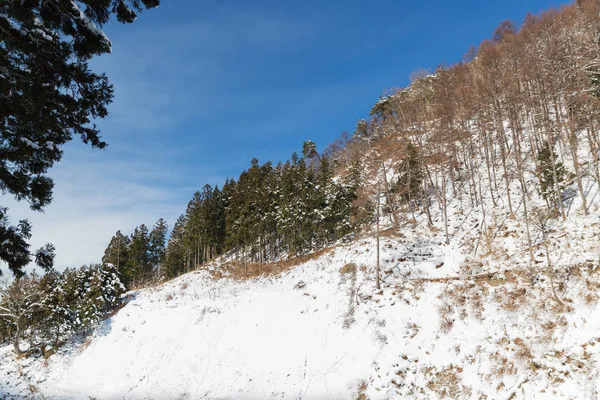 Forêt d'hiver au Japon — Photo