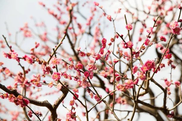 Close up van mooie sakura boom bloesems — Stockfoto