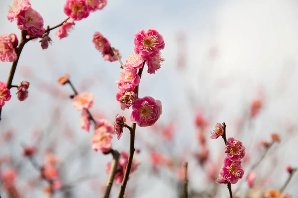 Close up van mooie sakura boom bloesems — Stockfoto