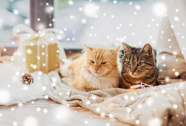 Кошки лежат на подоконнике с одеялом на Рождество — стоковое фото