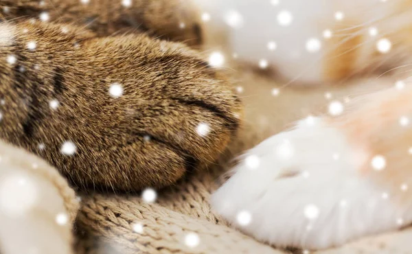Закрыть лапы двух кошек на одеяло над снегом Стоковая Картинка