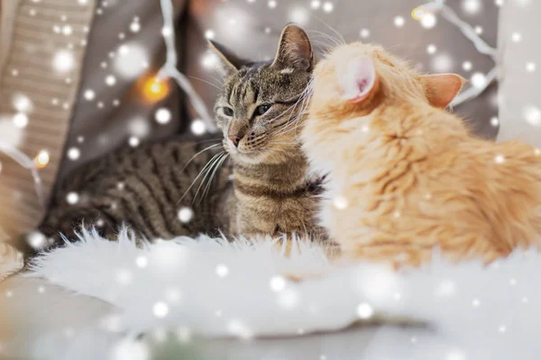 Due gatti sdraiati sulla pelle di pecora in inverno a casa — Foto Stock