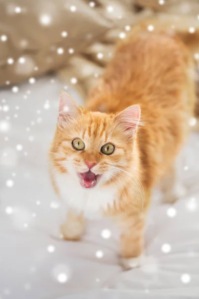 Gato tabby rojo maullando en la cama en casa sobre nieve —  Fotos de Stock