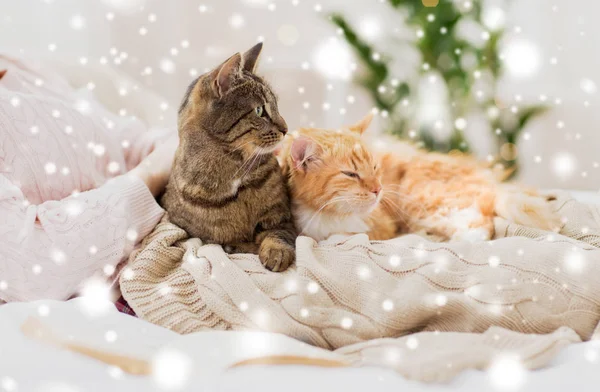 Close up of owner with cats in bed over snow — Stock Photo, Image