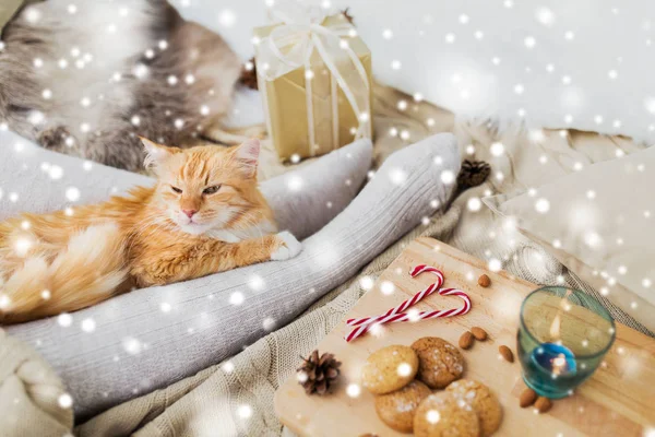 Gatto rosso sdraiato sui piedi del proprietario a letto a Natale — Foto Stock