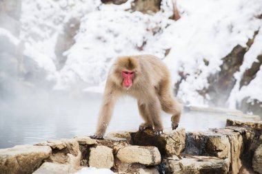 japanese macaque or snow monkey in hot spring clipart
