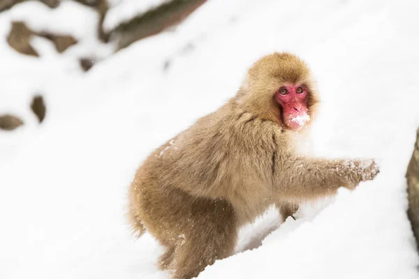 Macaco japonês ou macaco à procura de comida na neve — Fotografia de Stock