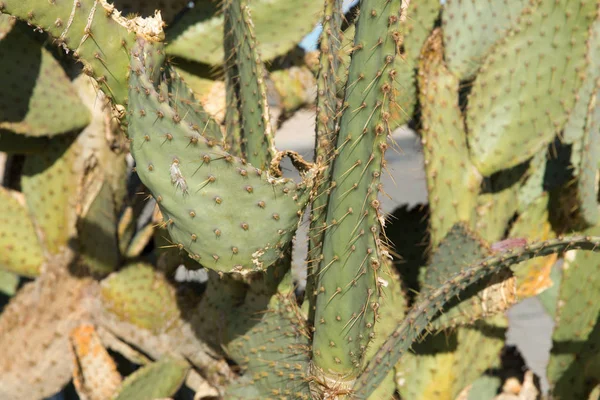 A kaktusz növekvő szabadban közelről — Stock Fotó