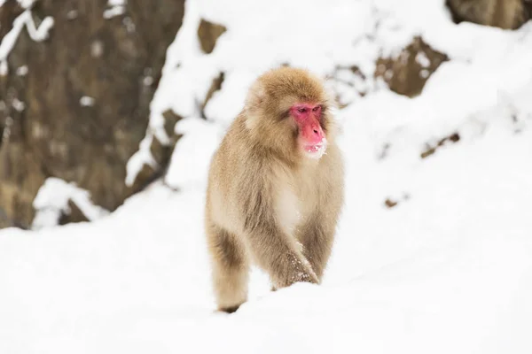 Japanse makaak in sneeuw in jigokudan aap park — Stockfoto