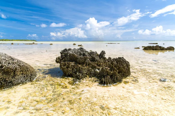 Koralowców twardych stony na plaży w Polinezja Francuska — Zdjęcie stockowe