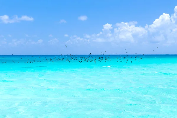 Aves voando sobre o oceano na polinésia francesa — Fotografia de Stock