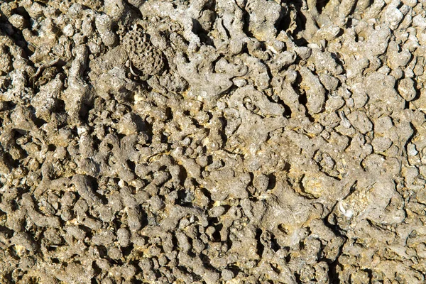 Close up of hard stony coral — Stock Photo, Image