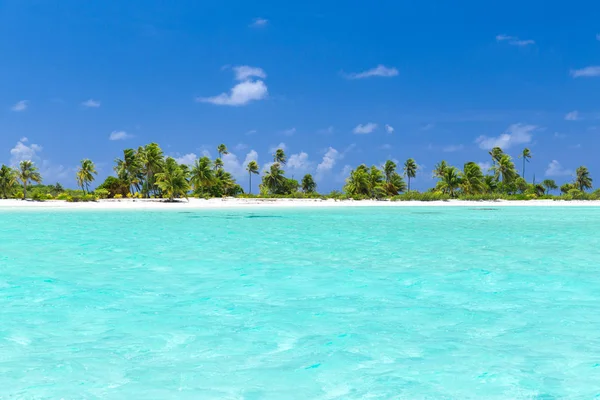 Praia tropical com palmeiras na polinésia francesa Fotografia De Stock