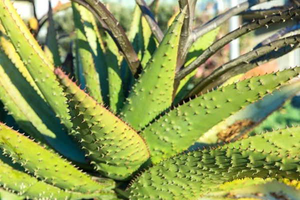 Természet Botanika Virágos Koncepció Zár Megjelöl Ból Szabadban Aloe Növény Stock Kép