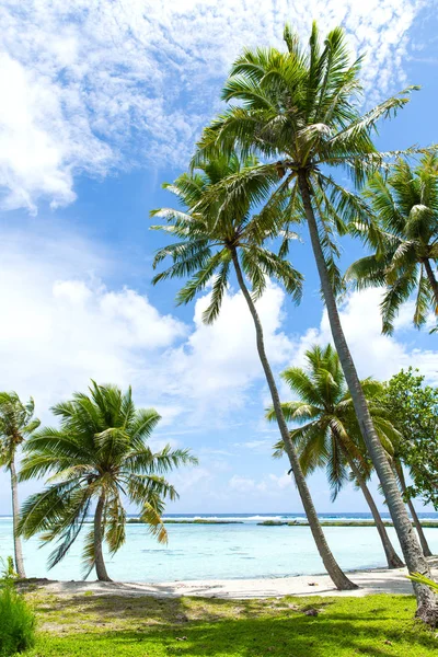 Playa tropical con palmeras en la polinesia francesa —  Fotos de Stock