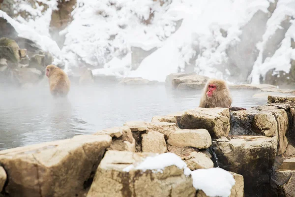 Macacos japoneses ou macacos de neve na primavera quente Fotos De Bancos De Imagens Sem Royalties