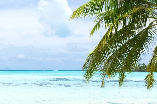 Playa tropical con palmera en la polinesia francesa —  Fotos de Stock