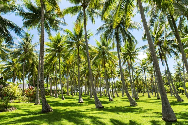 Пальми на тропічному острові у Французькій Полінезії — стокове фото