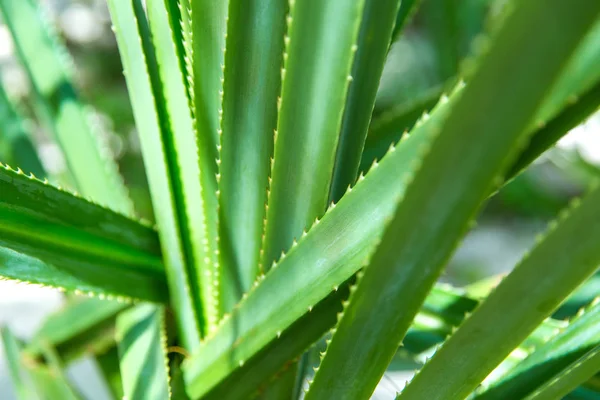 异域风情绿色的植物 — 图库照片