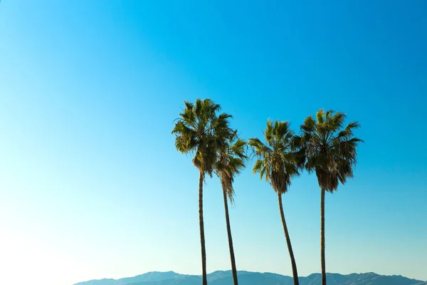 自然と夏の休日コンセプト アット ベニス ビーチ カリフォルニアの青い空の上のヤシの木 — ストック写真