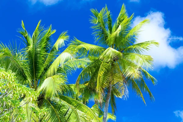 Palmeras sobre el cielo azul —  Fotos de Stock