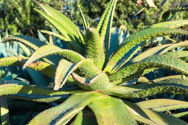 Close up of aloe plant growing outdoors — Stock Photo, Image