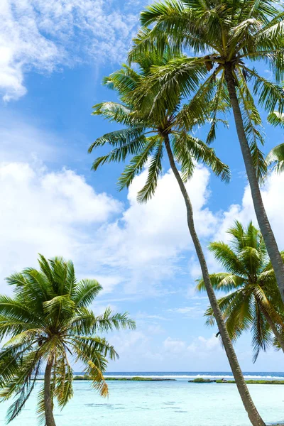 Playa tropical con palmeras en la polinesia francesa —  Fotos de Stock