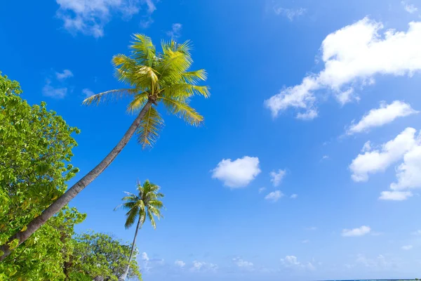 Palmen über blauem Himmel — Stockfoto