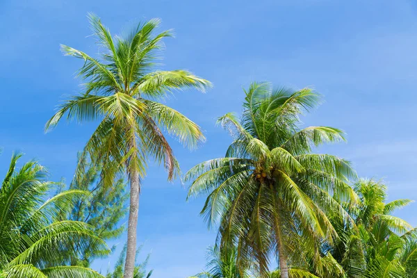 Palmy nad niebieski niebo — Zdjęcie stockowe