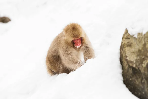 Macaco japonês ou macaco à procura de comida na neve — Fotografia de Stock