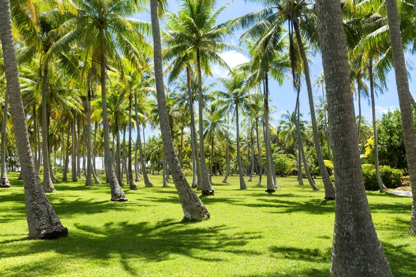 Palmen auf tropischer Insel in Französisch-Polynesien — Stockfoto