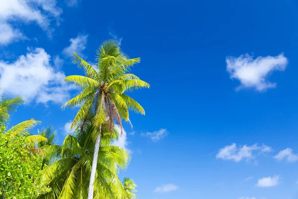 Palm trees over blue sky — Stock Photo, Image