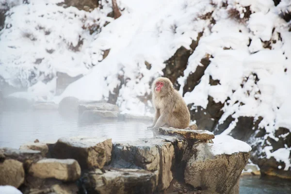 Animais Natureza Conceito Vida Selvagem Macaco Japonês Macaco Neve Fonte — Fotografia de Stock