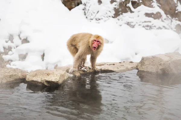 Macaco japonês ou macaco de neve na primavera quente — Fotografia de Stock