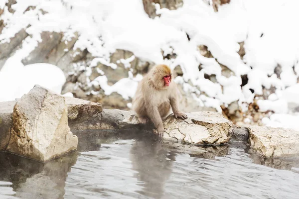 Japanese macaque or snow monkey in hot spring — Stock Photo, Image