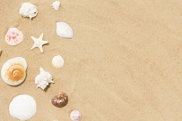 Seashells on beach sand — Stock Photo, Image