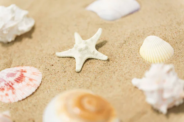 Vacation Summer Holidays Concept Starfish Seashells Beach Sand — Stock Photo, Image