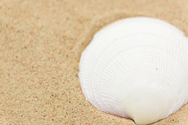 Muszle na piasku plażowym — Zdjęcie stockowe