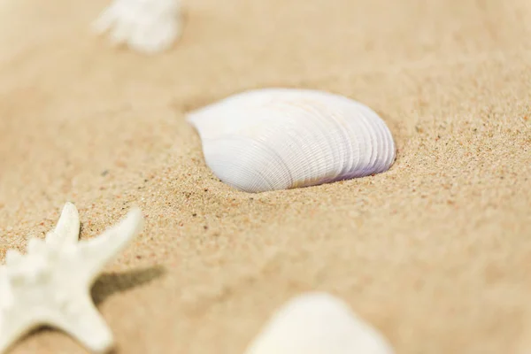 Seashells on beach sand — Stock Photo, Image
