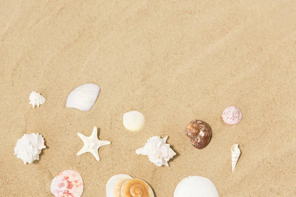 Seashells on beach sand — Stock Photo, Image