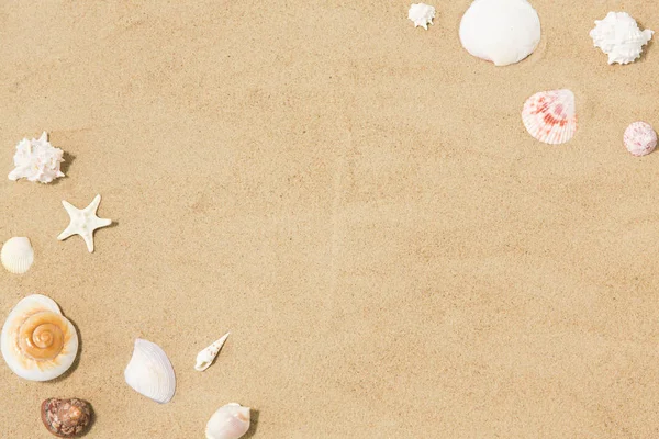 Seashells on beach sand — Stock Photo, Image