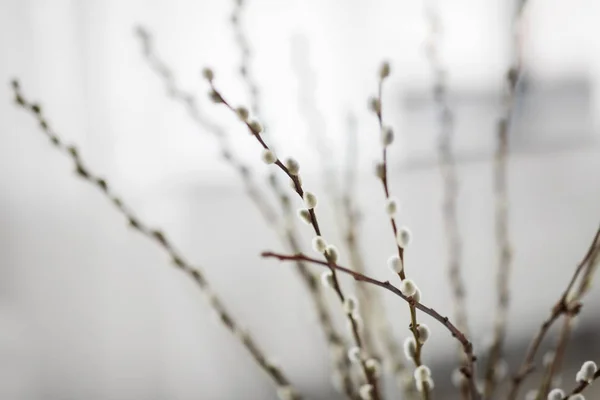屋内猫柳の枝のクローズ アップ — ストック写真