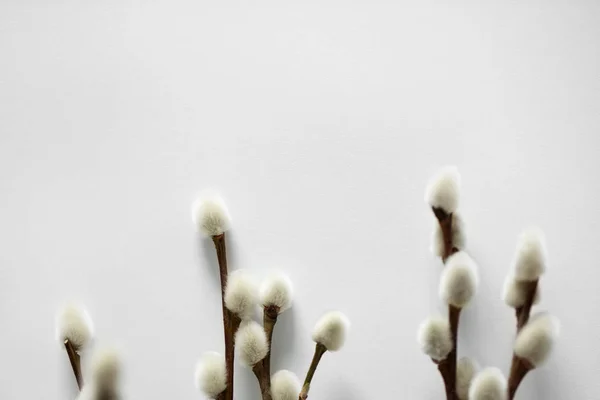 Close up de ramos de salgueiro buceta no branco — Fotografia de Stock