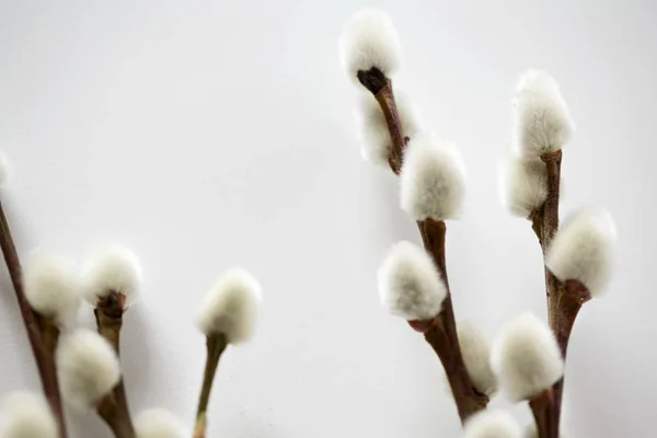 Close up of pussy willow branches on white — Stock Photo, Image